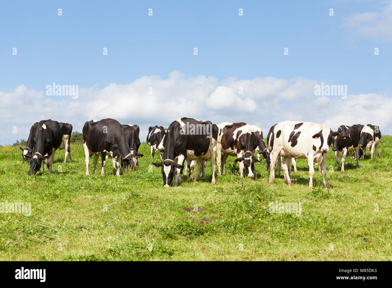 Herd of Black and white Holstein dairy cows, cattle, grazing in a green ...