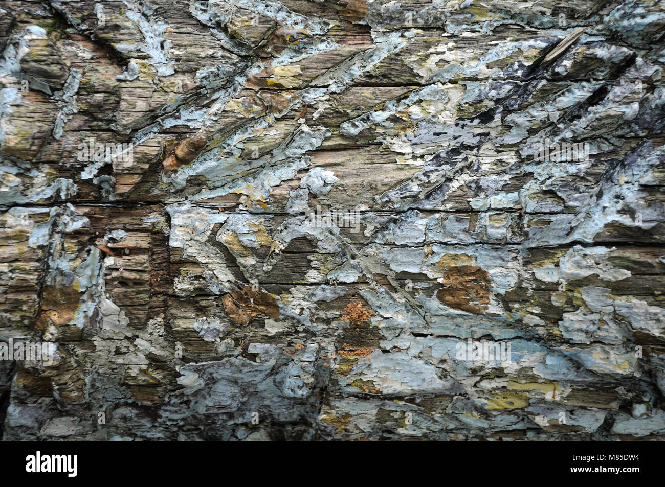 Timber Flaking flaking painting at rough wooden board Stock Photo - Alamy