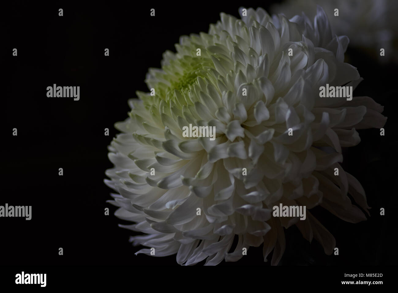 White chrysanthemums are spherical in shape with a green core on a