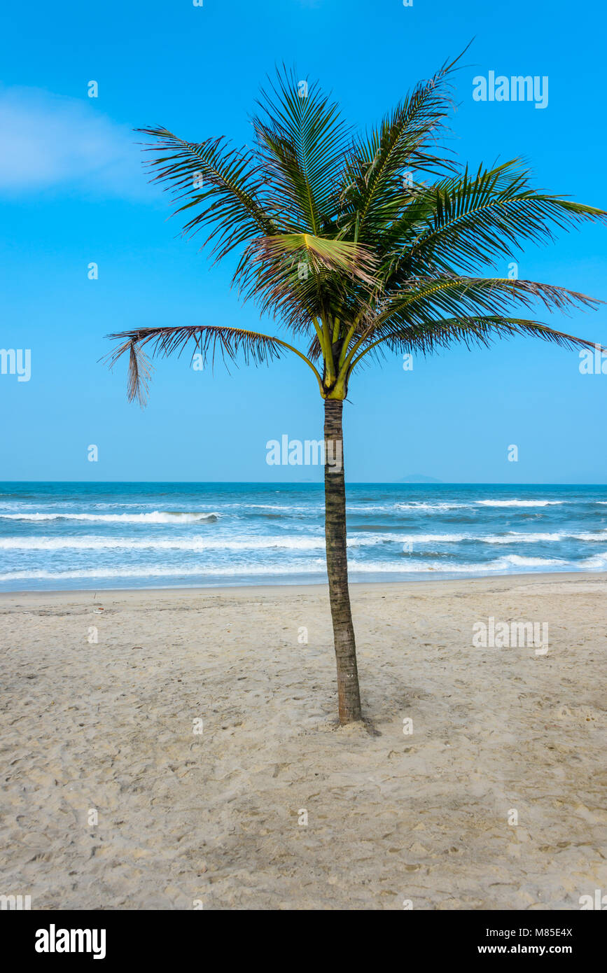Coconut tree on a tropical beach Stock Photo