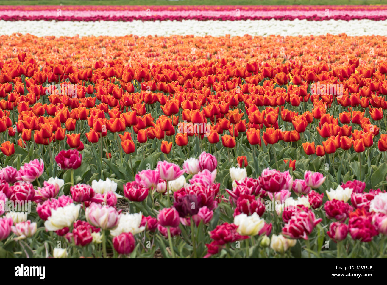 Bollenstreek hi-res stock photography and images - Alamy