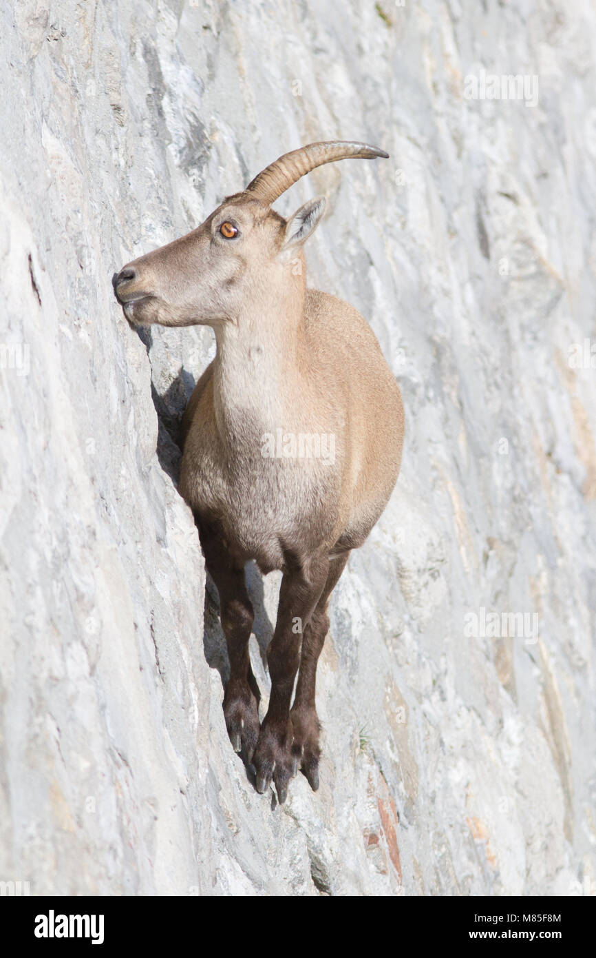 Alpine ibex goat climbing hi-res stock photography and images - Alamy