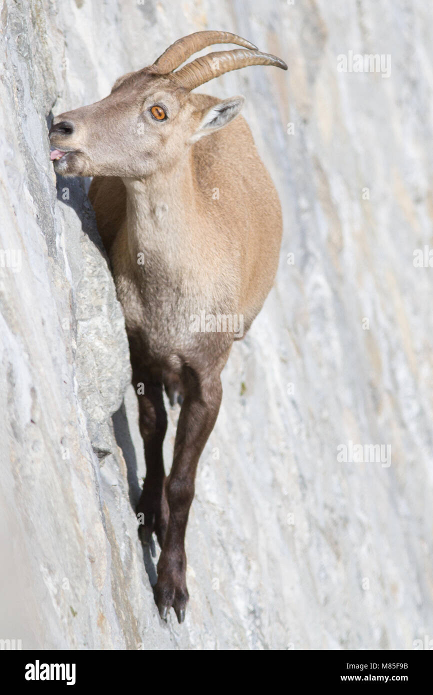 A female of alpine ibex (Capra ibex) is licking mineral salts on a sub-vertical dam wall. Antrona valley, Italy. Stock Photo