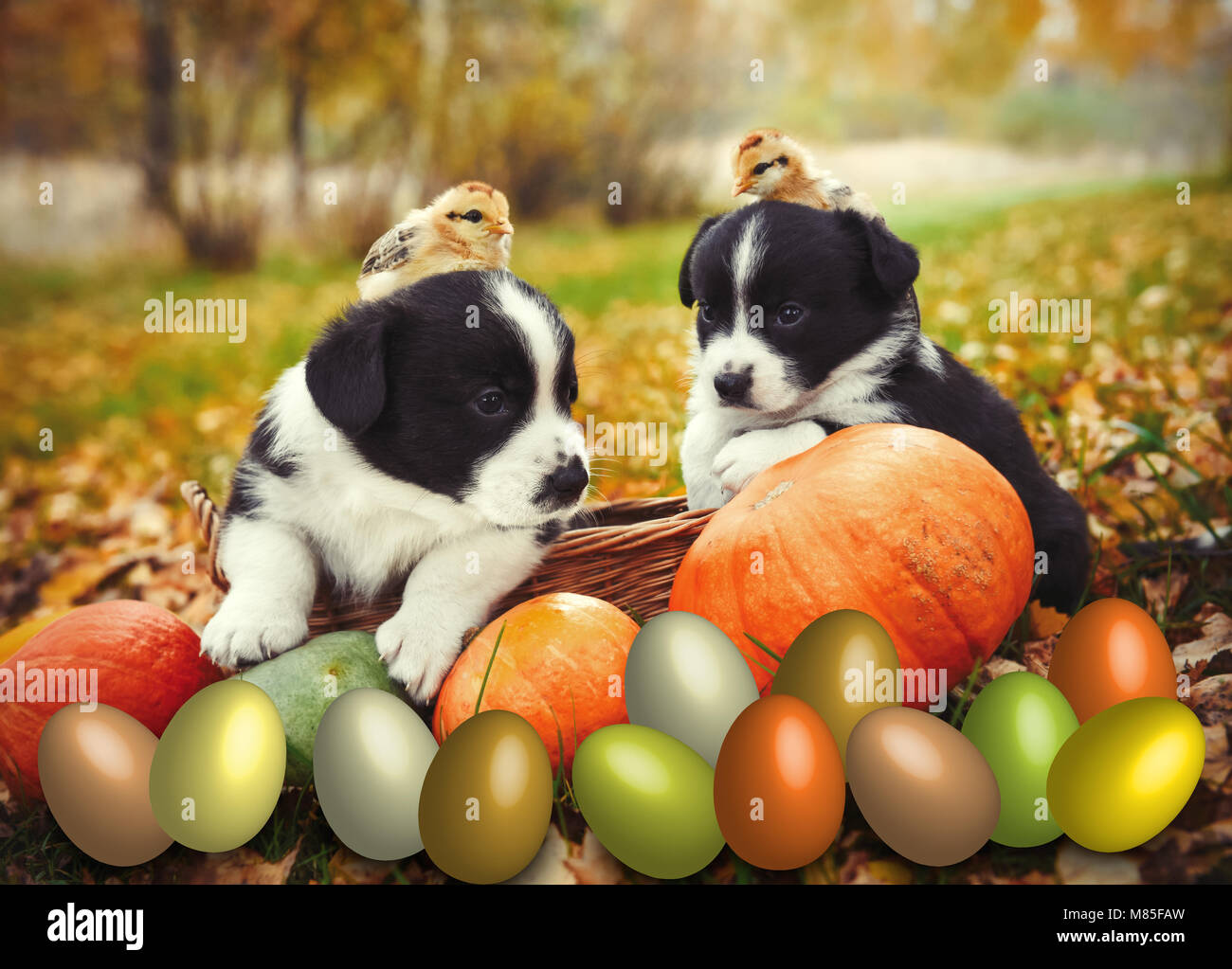 Puppies Dogs And Chicken Posing With Pumpkins And Easter Eggs Stock 