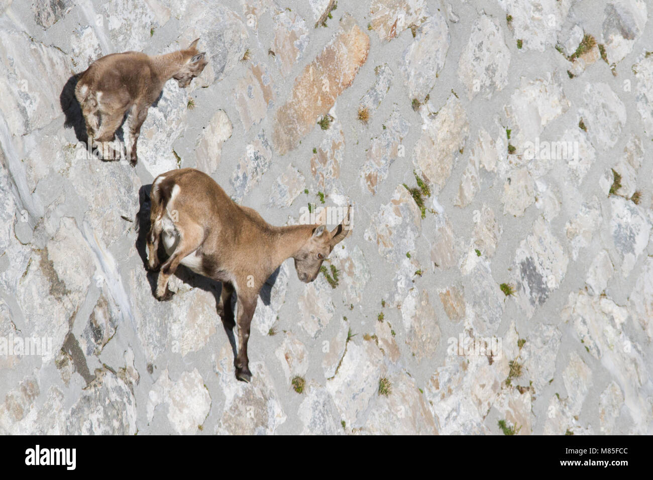 A female of alpine ibex (Capra ibex) with its pup is walking on a dam wall looking for mineralt salts. Antrona valley, Italy. Stock Photo