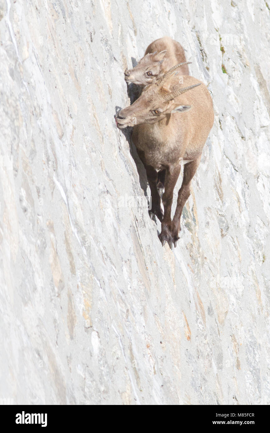 A female of alpine ibex (Capra ibex) and its pup are licking mineralt salts on a dam wall. Antrona valley, Italy. Stock Photo