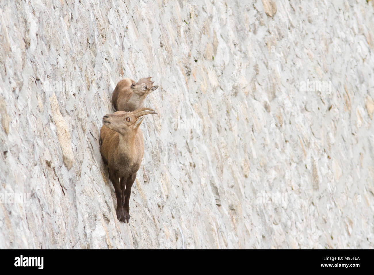 A female of alpine ibex (Capra ibex) and its pup in alert. Them are walking on a dam wall looking for mineralt salts. Antrona valley, Italy. Stock Photo