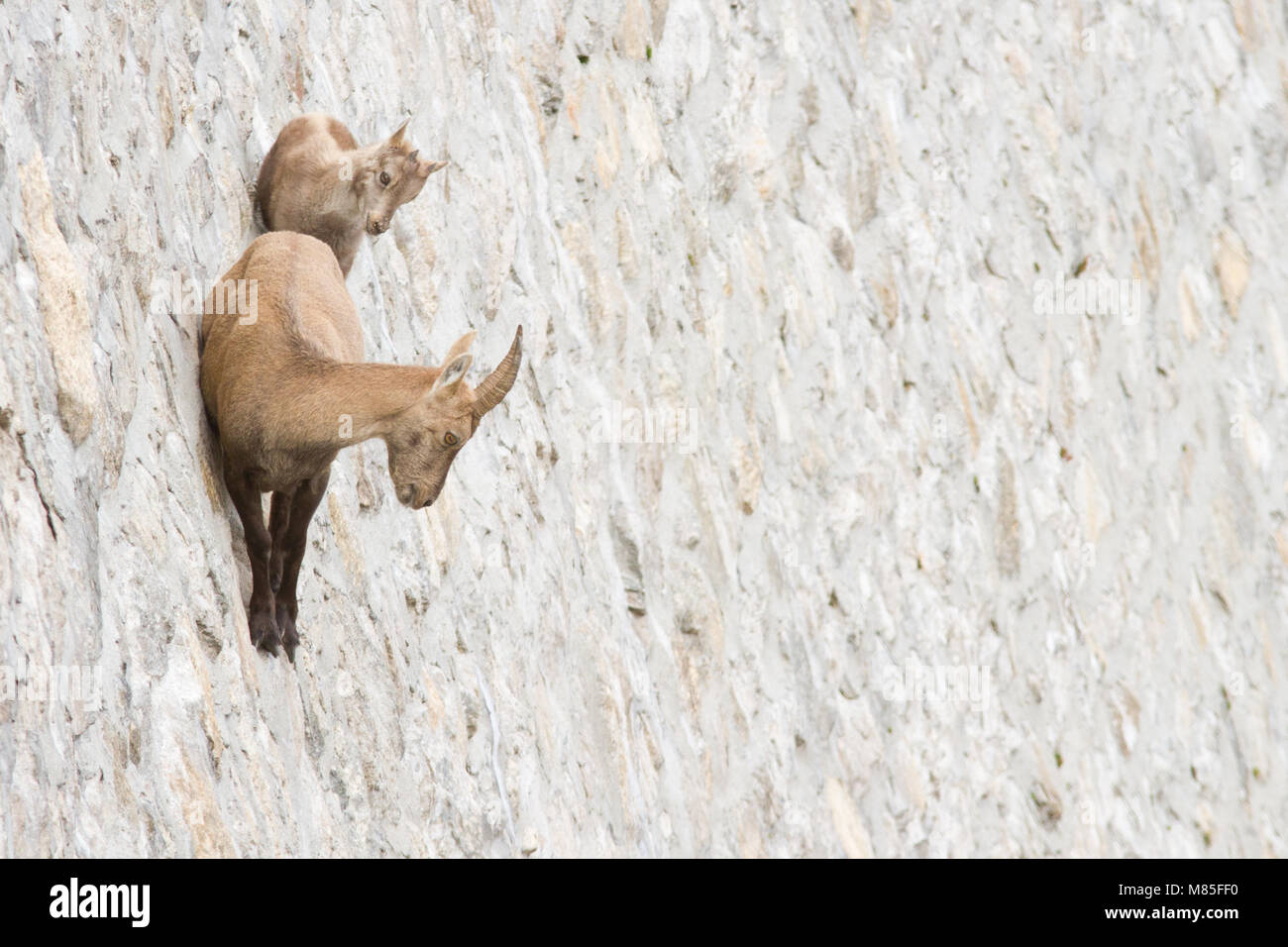 A female of alpine ibex (Capra ibex) with its pup is walking on a dam wall looking for mineralt salts. Antrona valley, Italy. Stock Photo