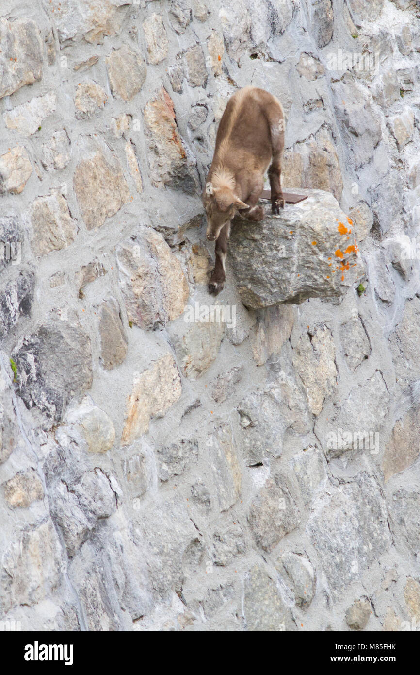 A puppy of alpine ibex (Capra ibex) is walking on a sub-vertical dam wall and it is following its mom. Stock Photo