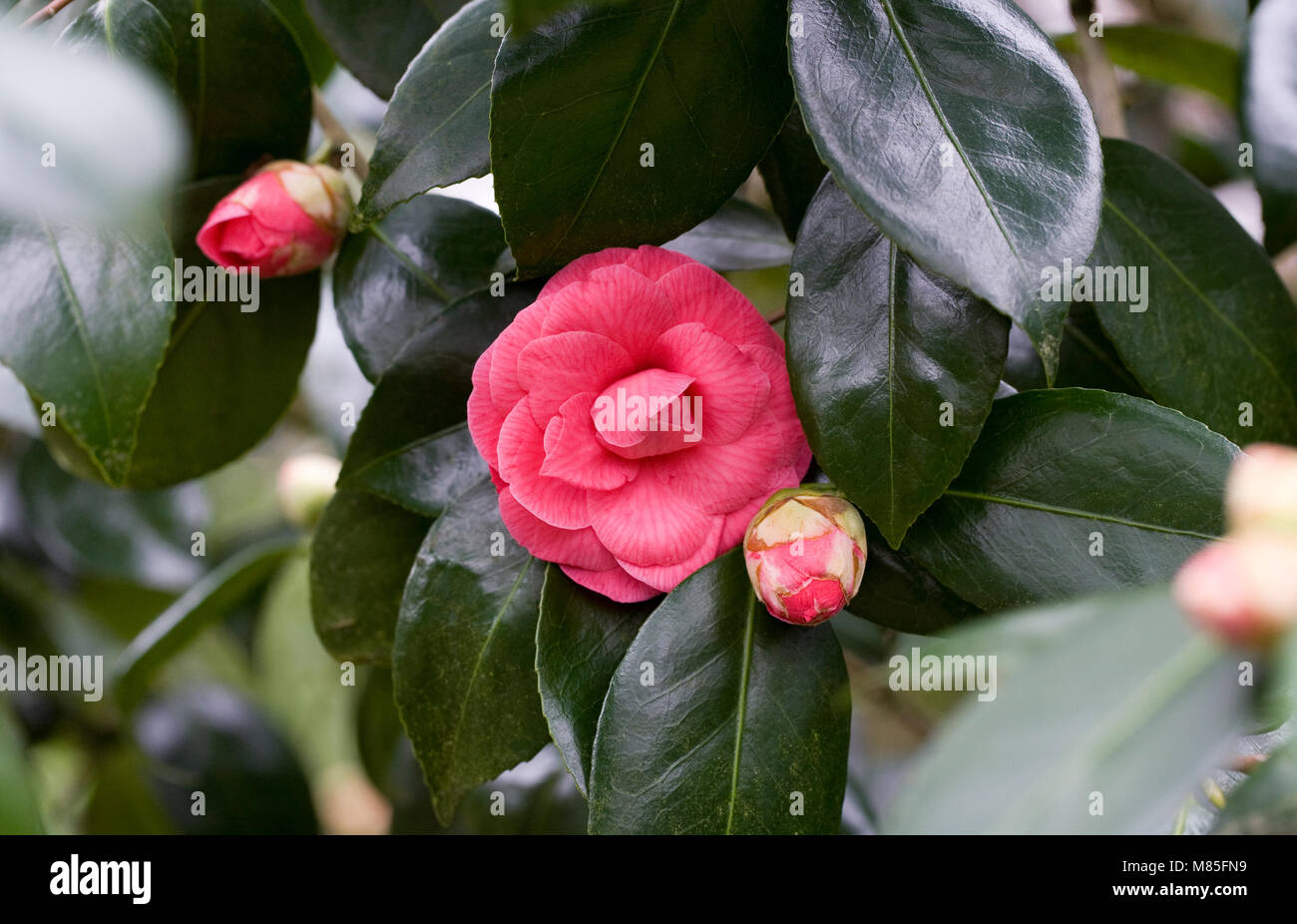 Camellia japonica 'Rubescens Major' flowers. Stock Photo