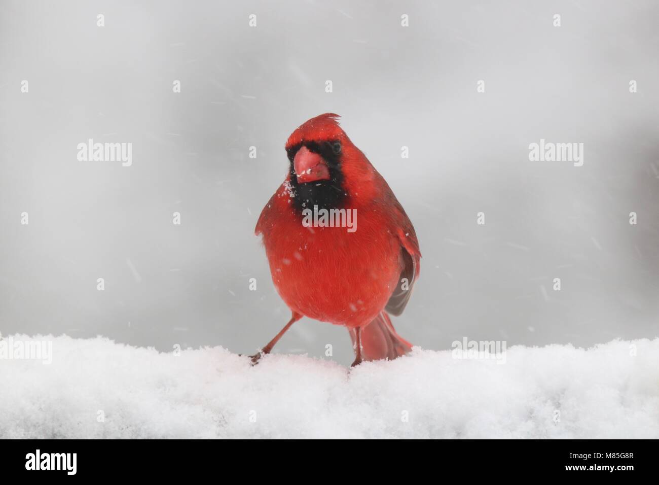 A bright red male northern cardinal Cardinalis cardinalis perching in the snow in a winter storm Stock Photo