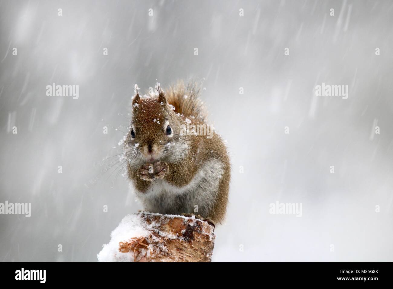 A little red Squirrel Tamiasciurus hudsonicus foraging for food during an icy winter storm Stock Photo
