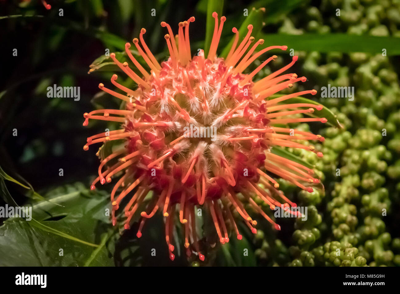 Flower with thin orange petals hi-res stock photography and images - Alamy