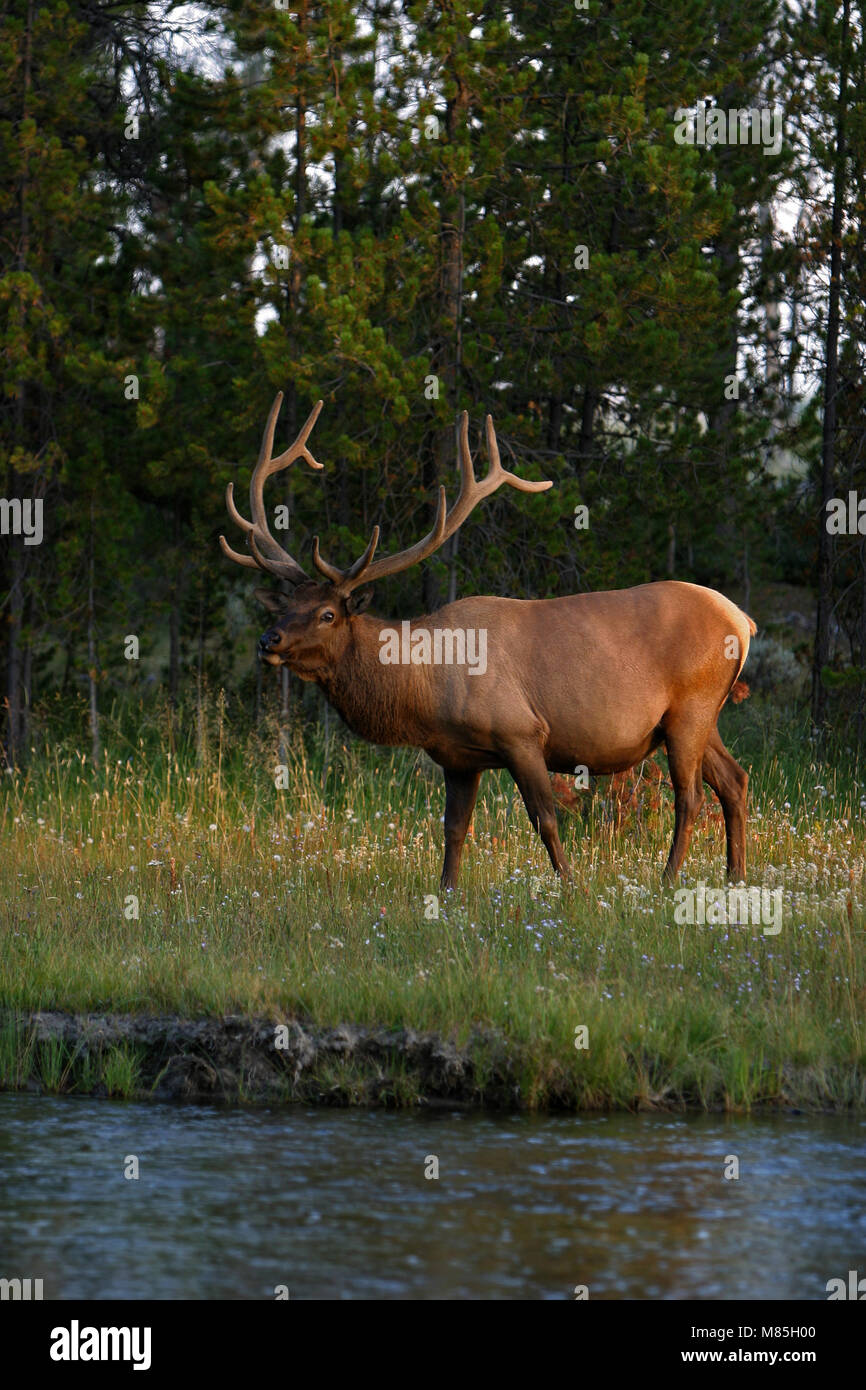 Elk Wide Rack big elk with a large rack standing beside a river in Yellow stone park ...