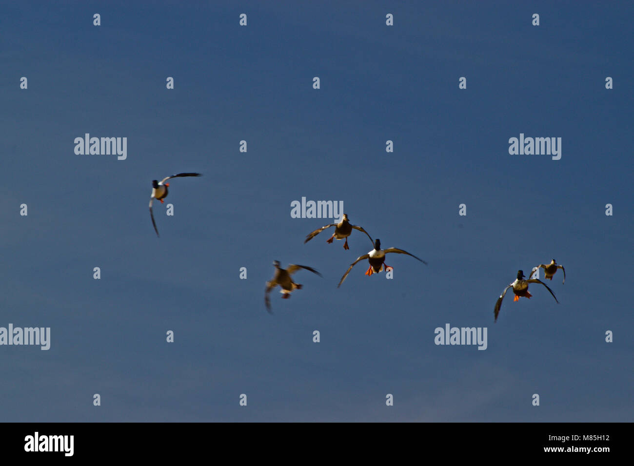 Shoveler Duck Flock Approaching Decoys Stock Photo