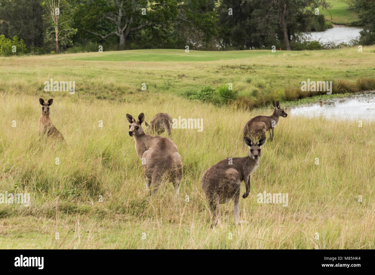 Group of Australian kangaroos in grass field next to lake Stock Photo