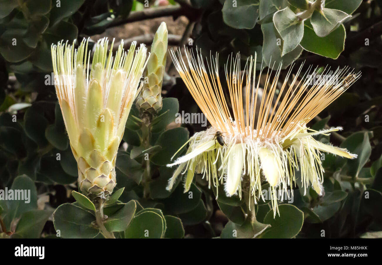 White yellow large tropical Protea sugarbush flower blossoms against green leaves Stock Photo