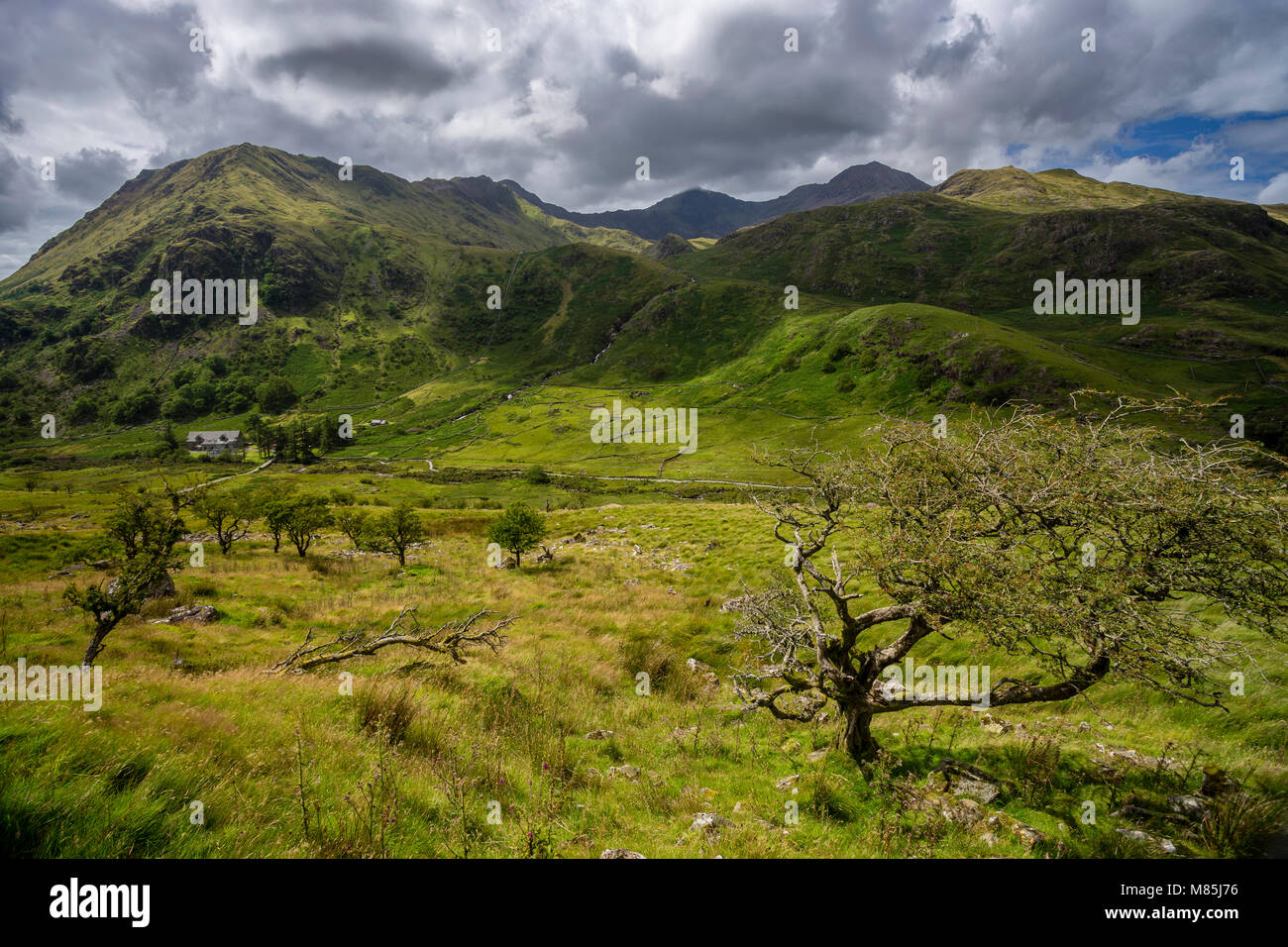 Stunted trees and mountains, Snowdonia National Park, Wales Stock Photo