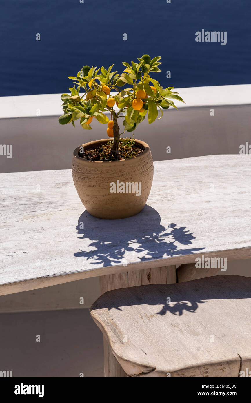 Small lemon bush in a pot on a table at Santorini in the Aegean sea Stock Photo