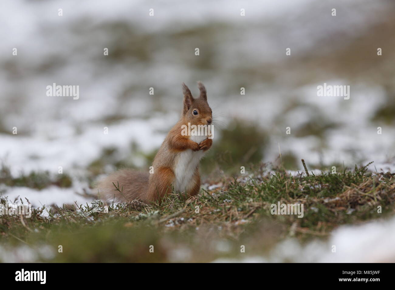 Red Squirrel, Sciurus vulgaris, on ground in pine forest Stock Photo