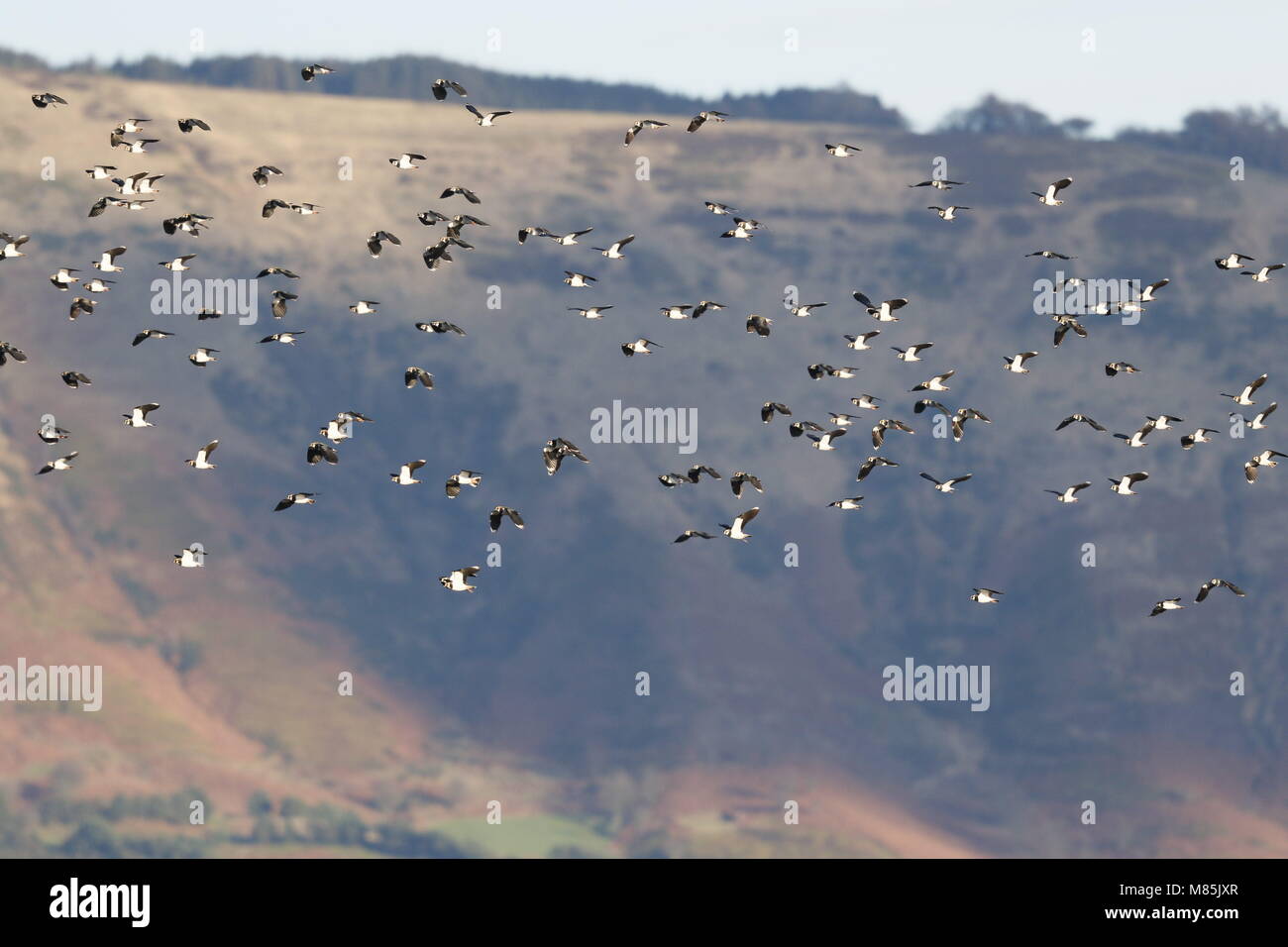 Northern Lapwings, Vanellus vanellus, flock by Loch Leven Stock Photo