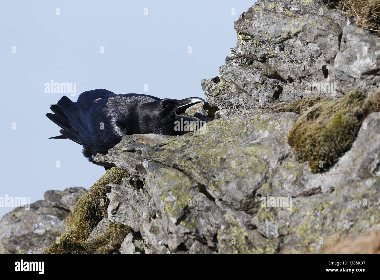 Common Raven, Covus corax, eating Stock Photo