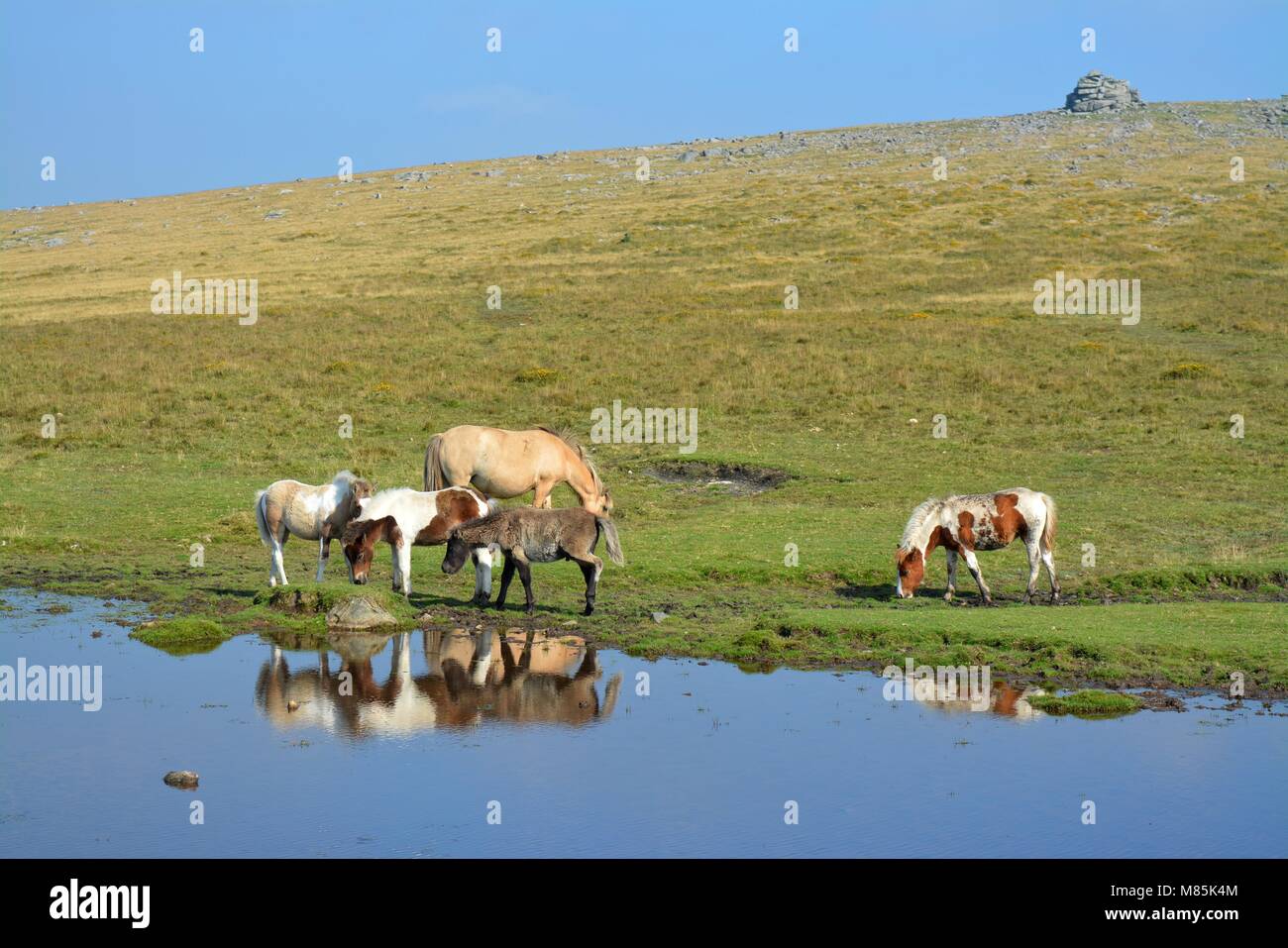 Dartmoor pony and foal grazing in Dartmoor National Park Devon