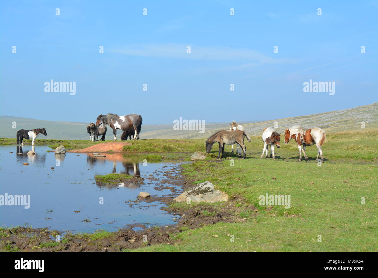 Dartmoor pony and foal grazing in Dartmoor National Park Devon