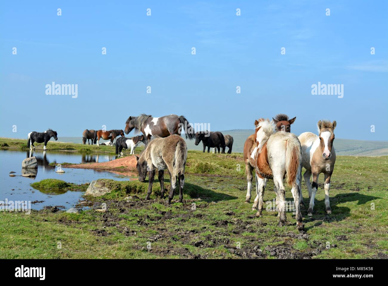 Dartmoor pony and foal grazing in Dartmoor National Park Devon