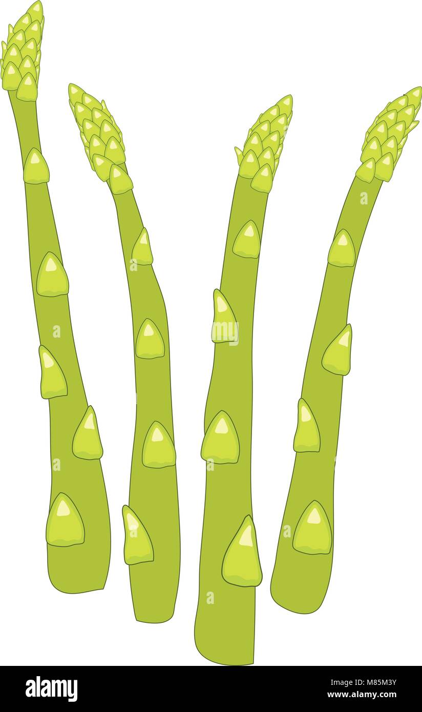 vector asparagus sprouts isolated on white background. fresh green