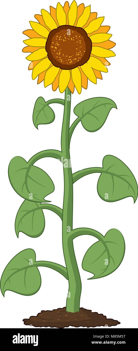 vector cartoon of garden sunflower grow in soil. summer agriculture  illustration. sunflower symbol isolated on white background Stock Vector  Image & Art - Alamy