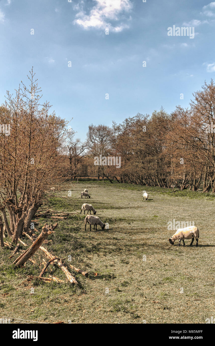 sheep grazing on a meadow Stock Photo - Alamy