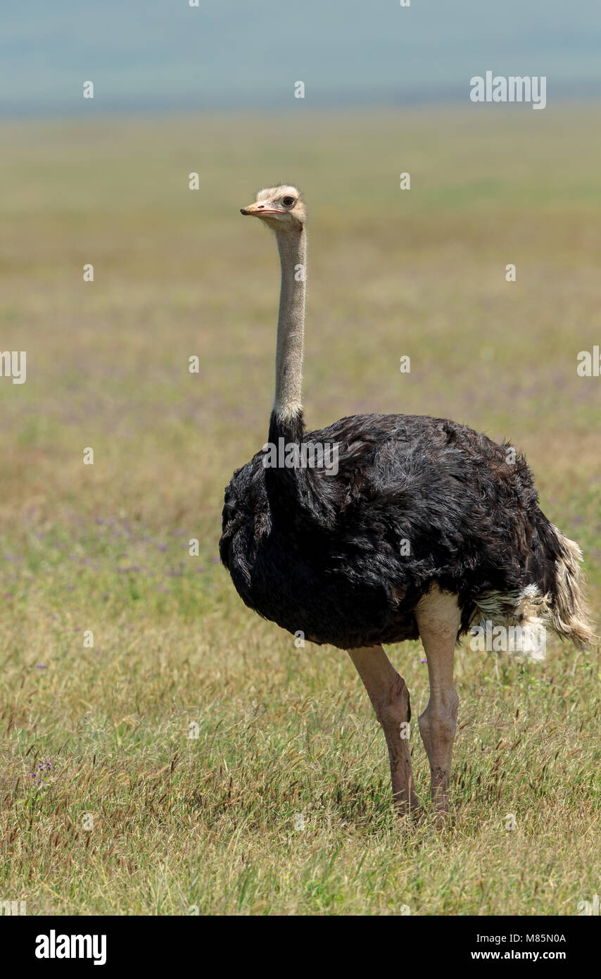 The ostrich or common ostrich is either one or two species of large flightless birds native to Africa, the only living member of the genus Struthio. Stock Photo