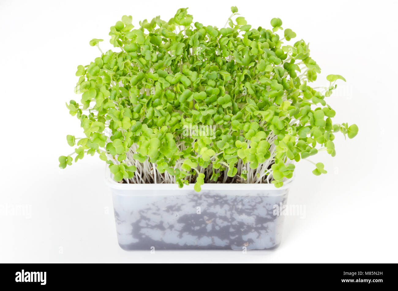 Mizuna microgreen in white plastic container. Green shoots of Japanese mustard greens, kyona or spider mustard. Brassica juncea. Sprouts. Vegetable. Stock Photo
