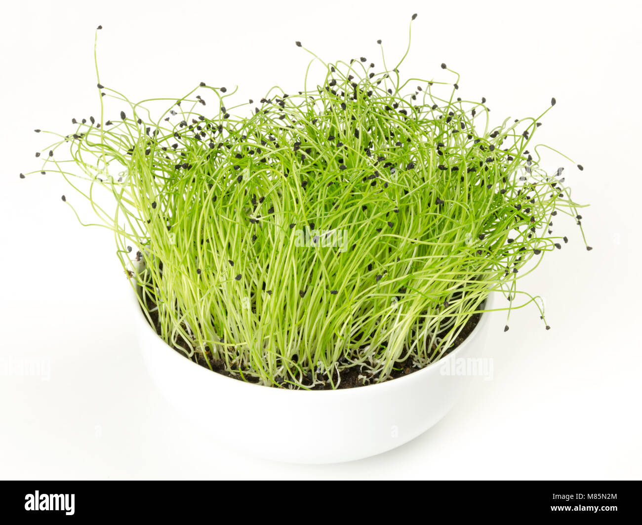 Leek microgreen in white porcelain bowl. Green shoots of Allium ampeloprasum with seed peels on the top. Stalks or stems of leek. Vegetable sprouts. Stock Photo