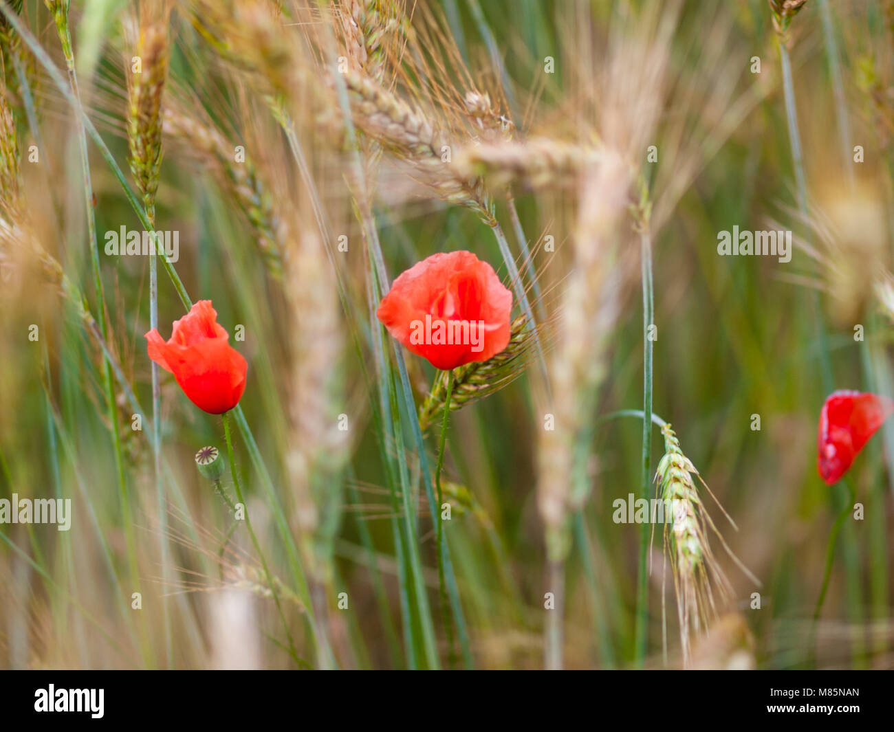 field red poppy in spring, wheat field background with ripe ears Stock ...