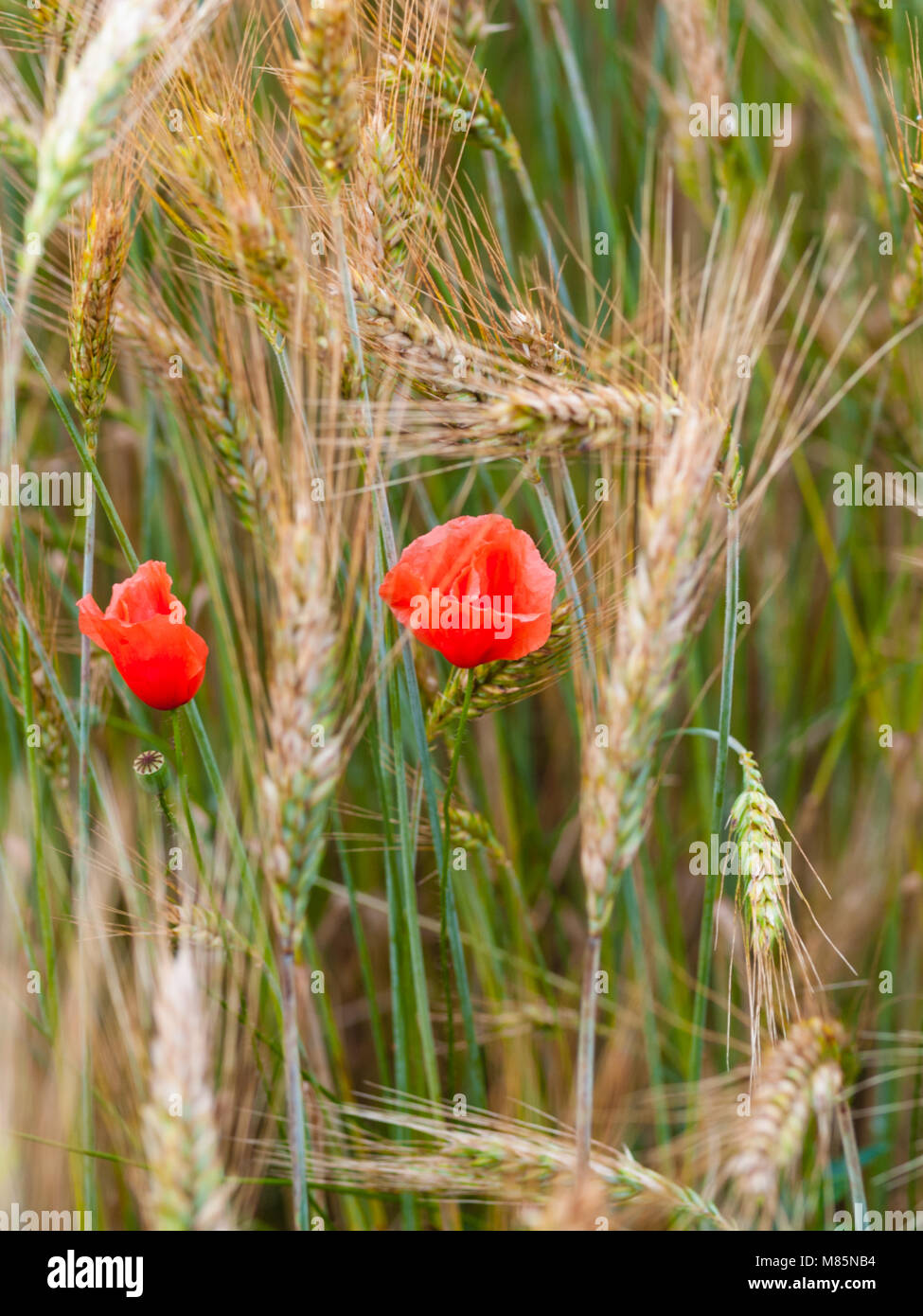 field red poppy in spring, wheat field background with ripe ears Stock ...