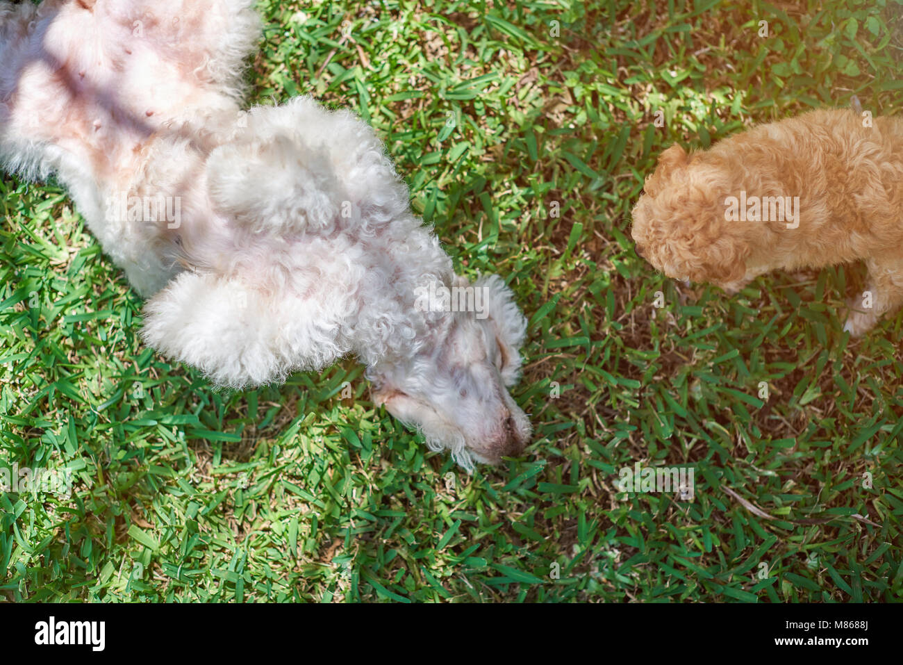 Poopdle mom and puppy on green grass playing together Stock Photo