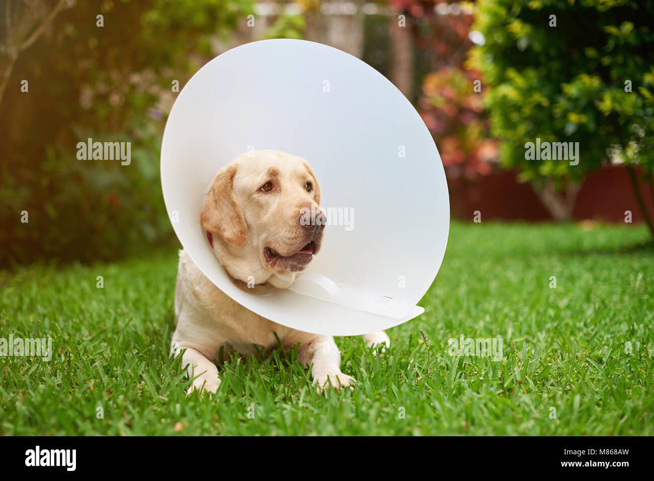 Sad labrador dog with cone collar on neck Stock Photo