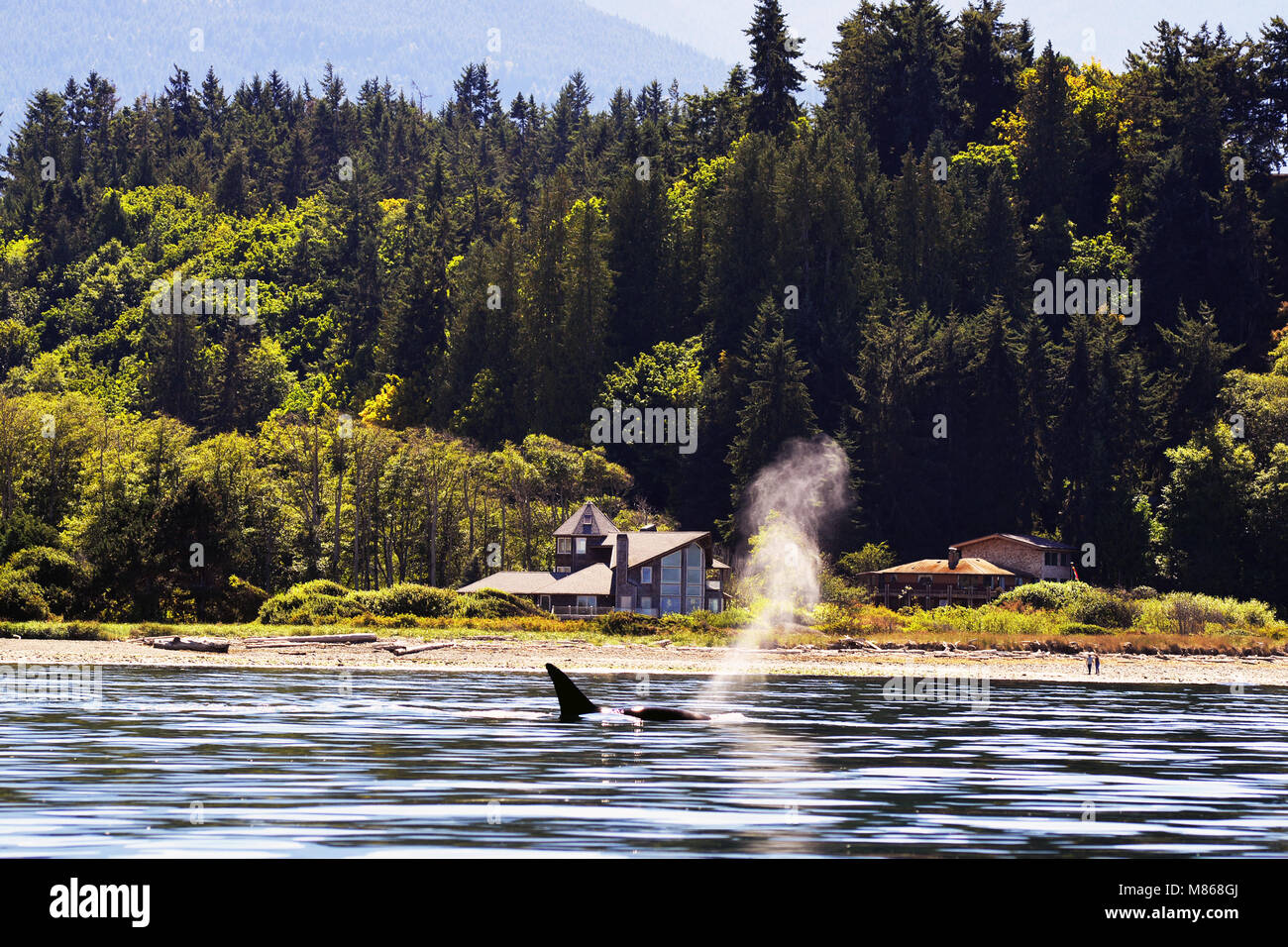 A Whale swims close to the coast  of Olympic National Park, Seattle Stock Photo