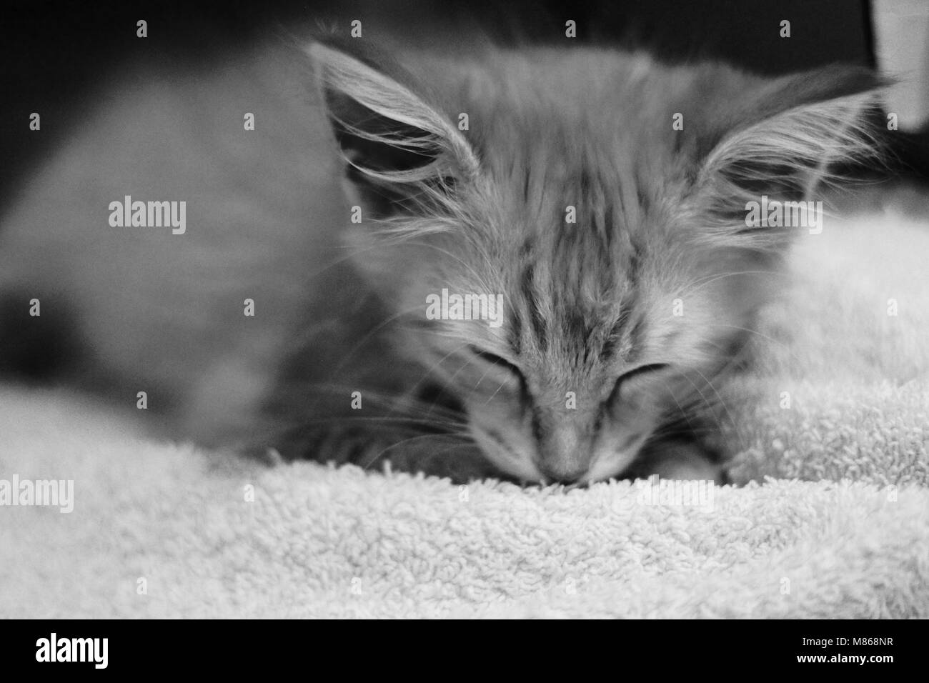 A cute, small, orange tabby kitten sleeps Stock Photo
