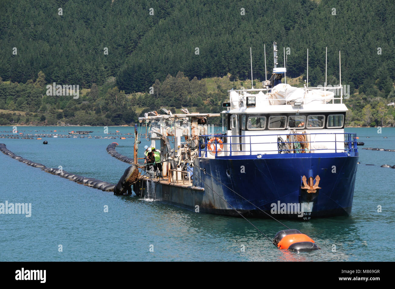 Green lipped mussel boat checking the lines of mussels in the