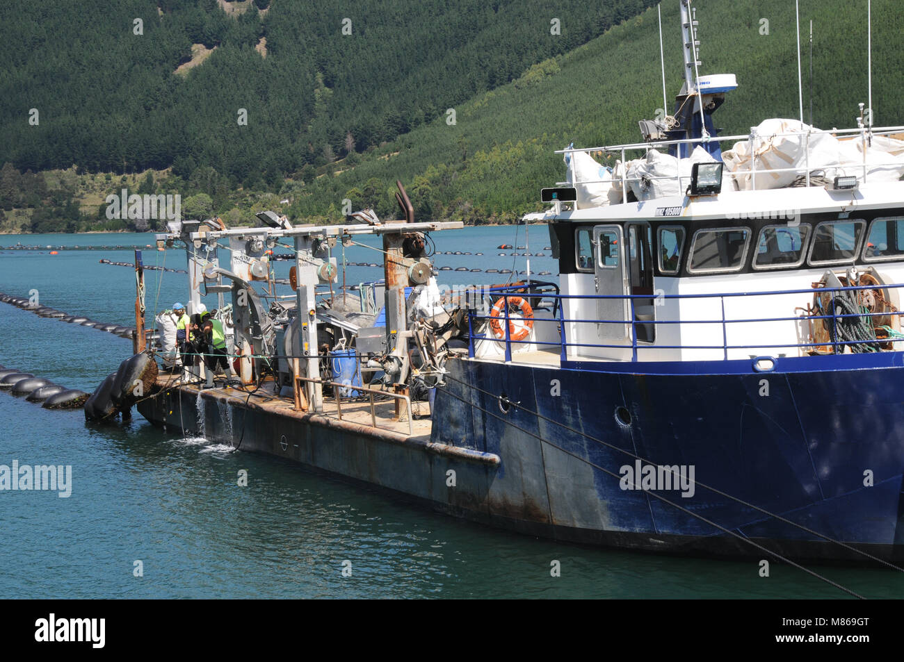 Green lipped mussel boat checking the lines of mussels in the