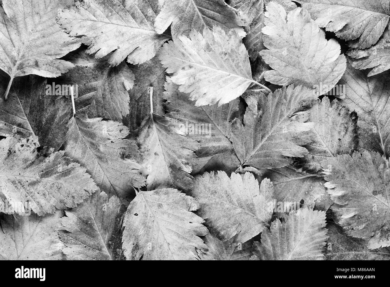Background of black and white leaves Stock Photo Alamy