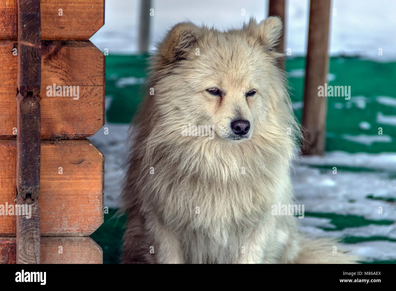 Serbia - Portrait of a handsome little mutt dog Stock Photo