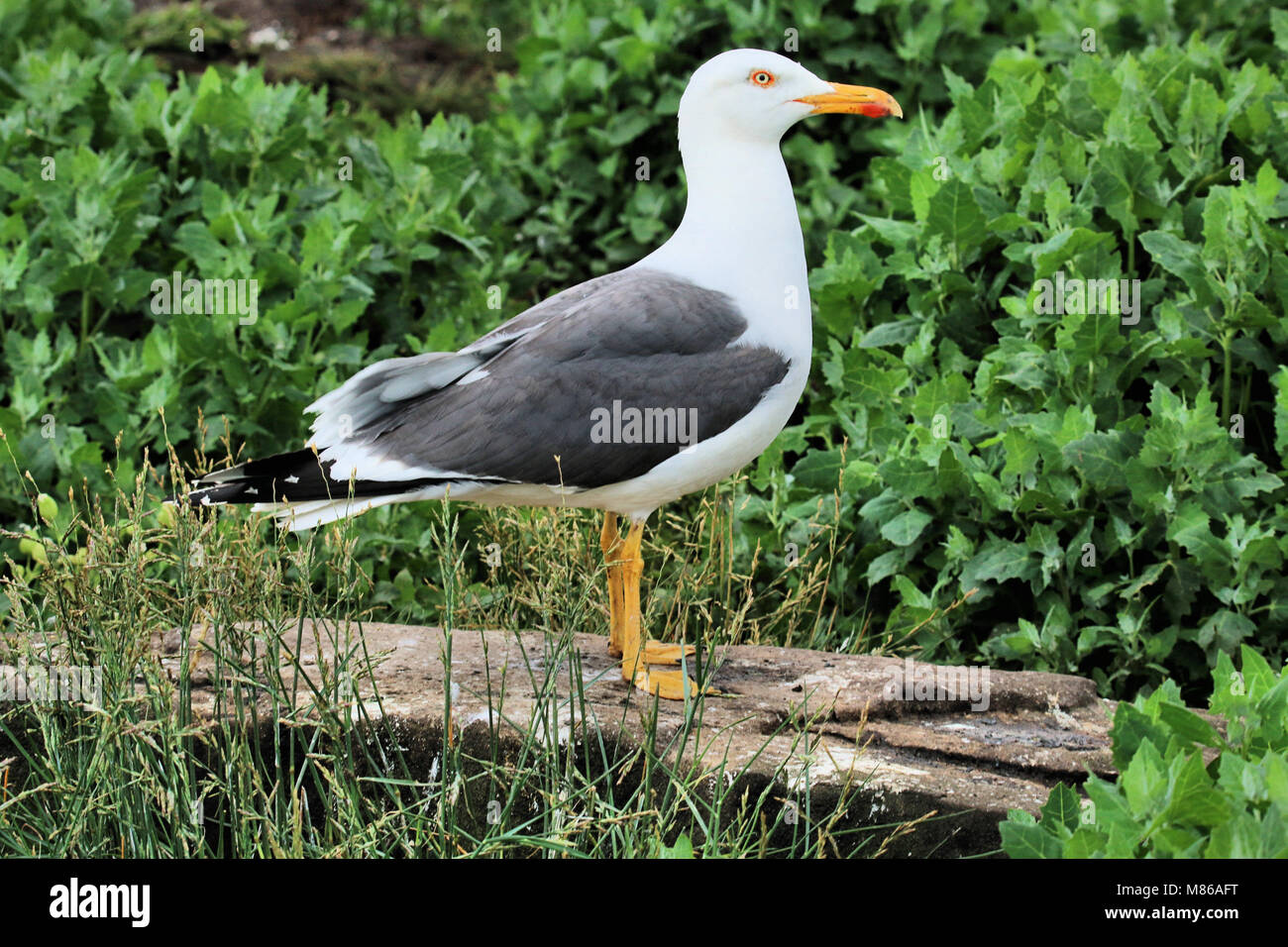 A picture of a Herring Gull Stock Photo Alamy