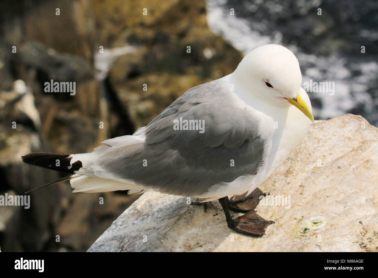 A Picture of a Kittiwake Stock Photo - Alamy