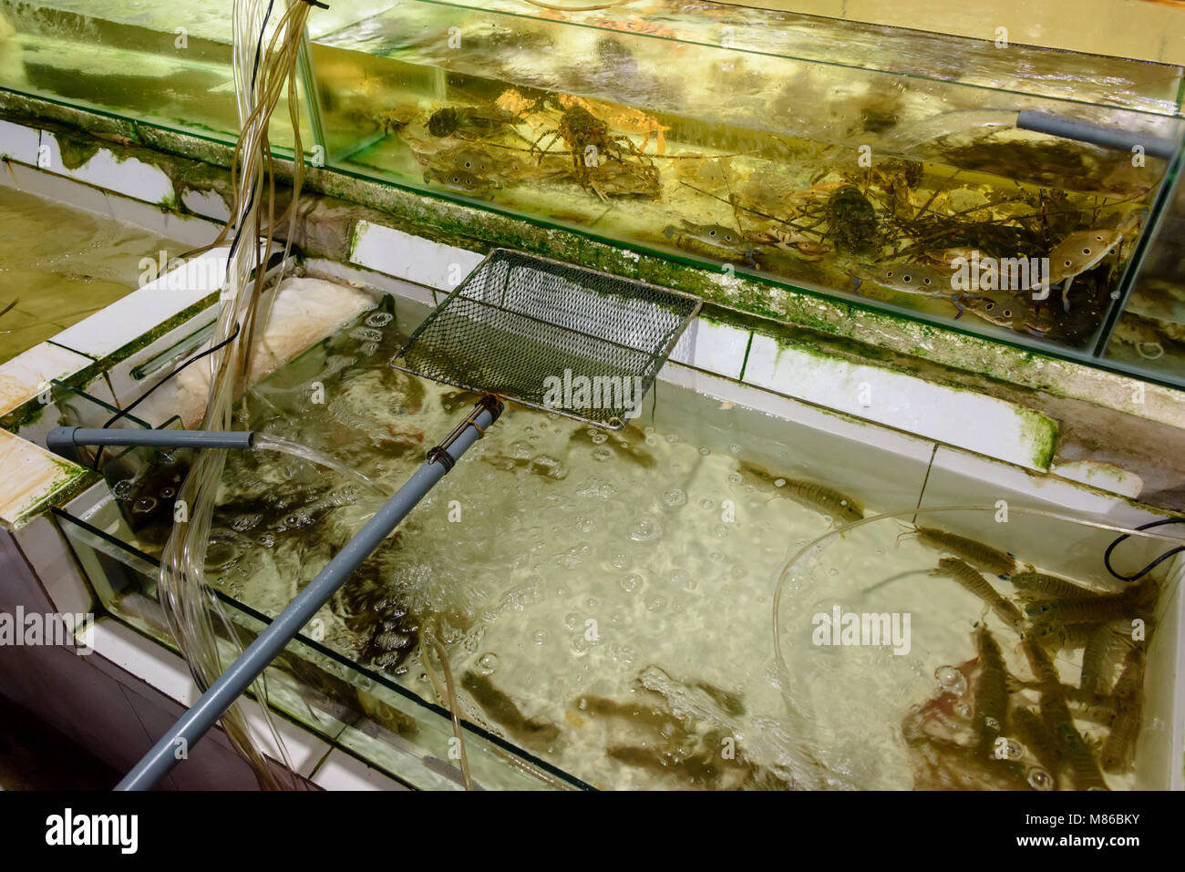 Fish and lobsters in tanks at a seafood restaurant in Hoi An, Vietnam Stock Photo