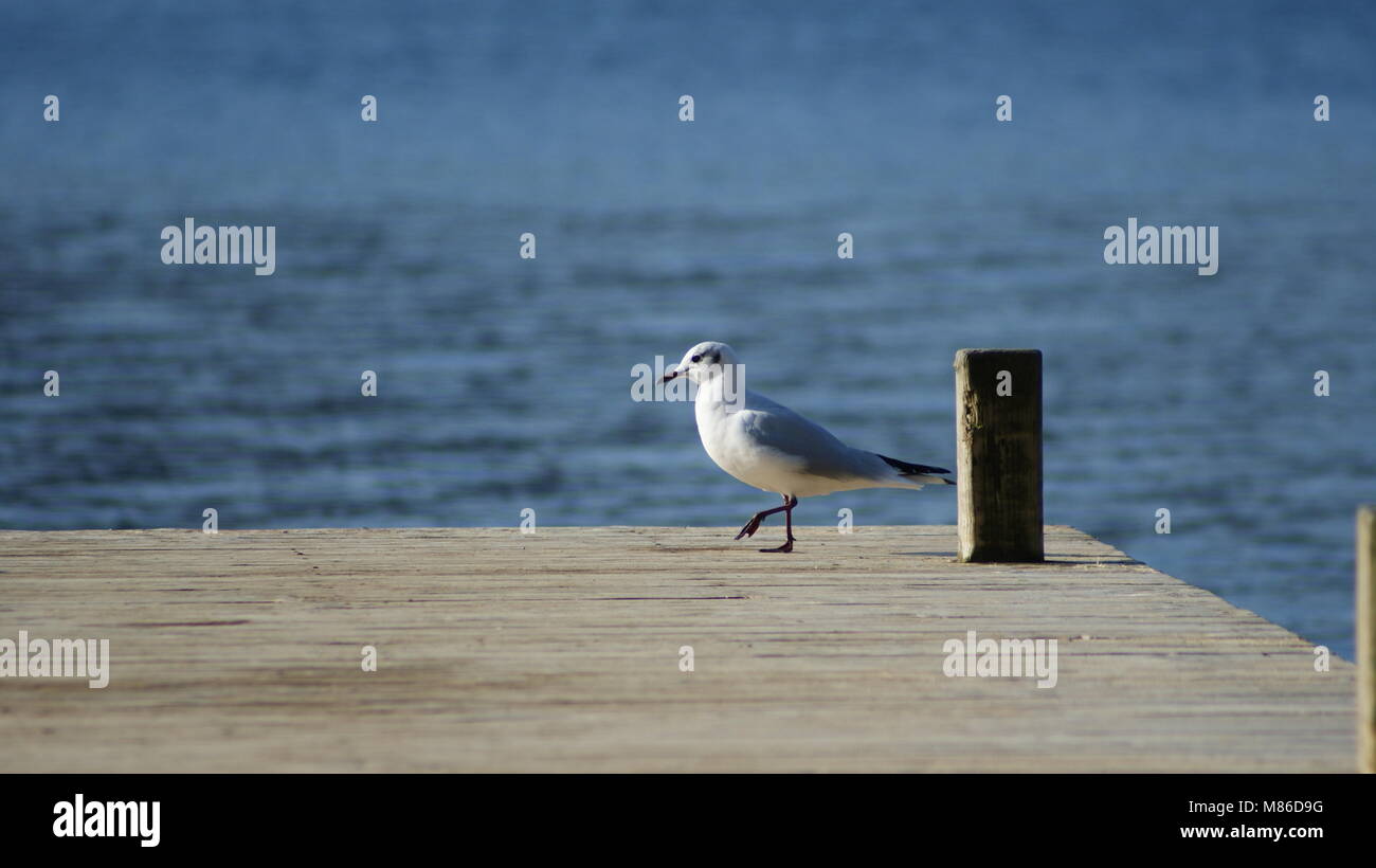 Winter bird watching on Lake Windermere. A gull takes a walk on the wooden jetty. Stock Photo