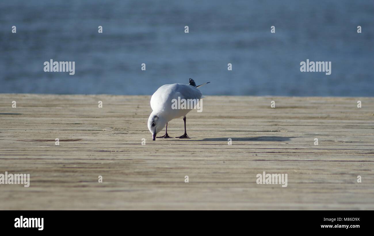 Winter bird watching on the lake: a gull looks for food on the wooden jetty. Stock Photo